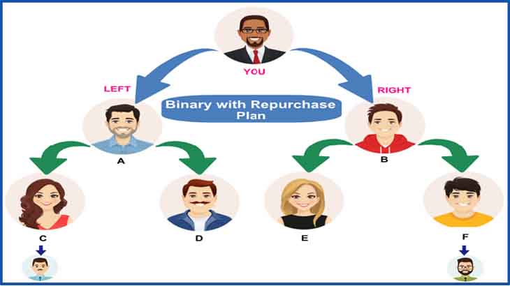 Binary With Repurchase MLM Software Development